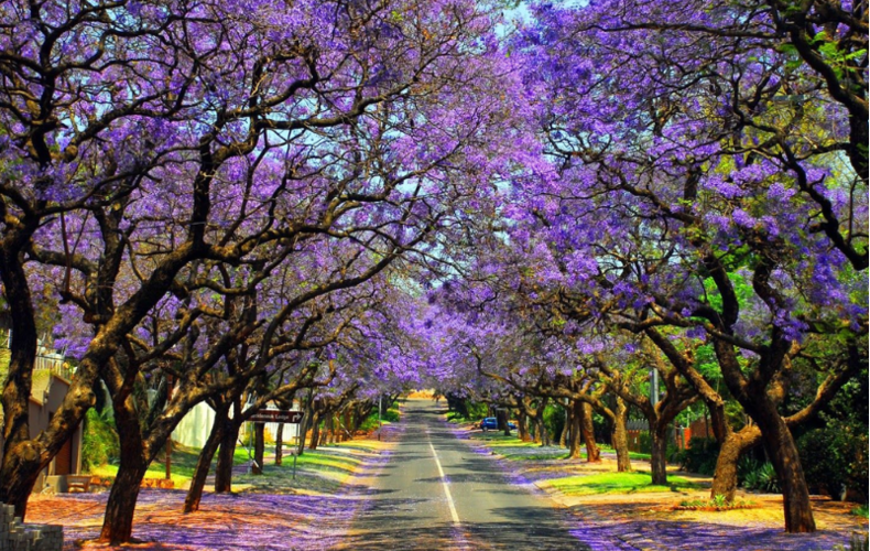 Tour Nam Phi mùa phượng tím và du thuyền ngắm cá voi