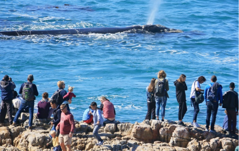 Tour Nam Phi mùa phượng tím và du thuyền ngắm cá voi