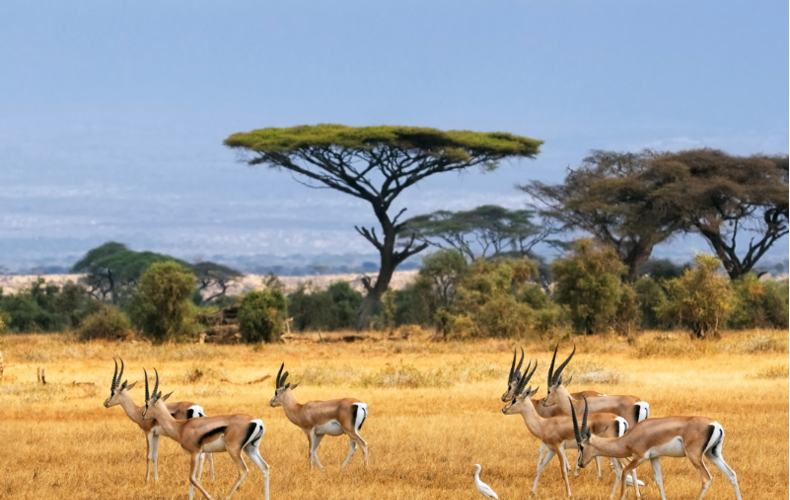 Tour Nam Phi mùa phượng tím và du thuyền ngắm cá voi