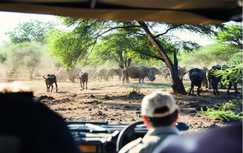 Tour Nam Phi mùa phượng tím và du thuyền ngắm cá voi