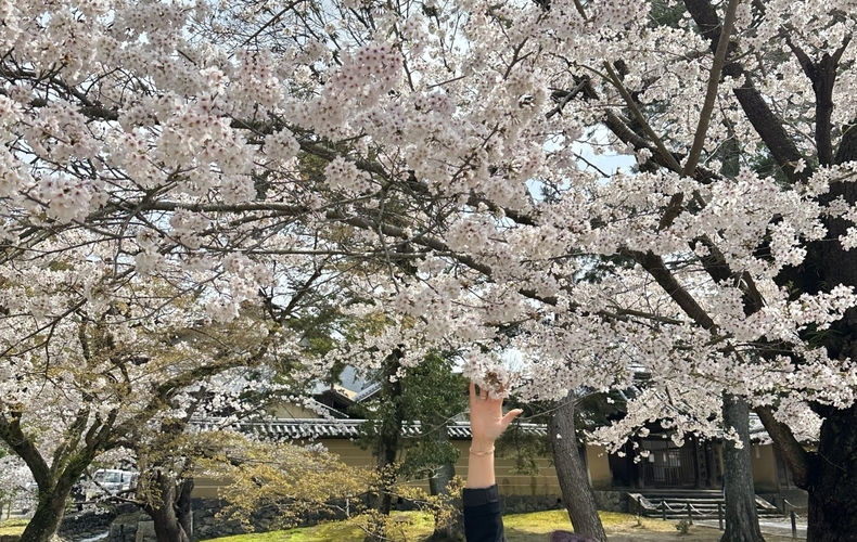 Du lịch mùa thu Nhật Bản 6 ngày 5 đêm từ Đà Nẵng