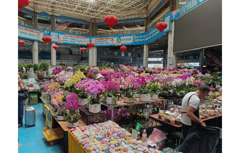 Du Lịch Hà Khẩu – Thạch Lâm – Côn Minh – Núi Tuyết Kiệu Tử – Kiến Thuỷ 4 Ngày 3 Đêm