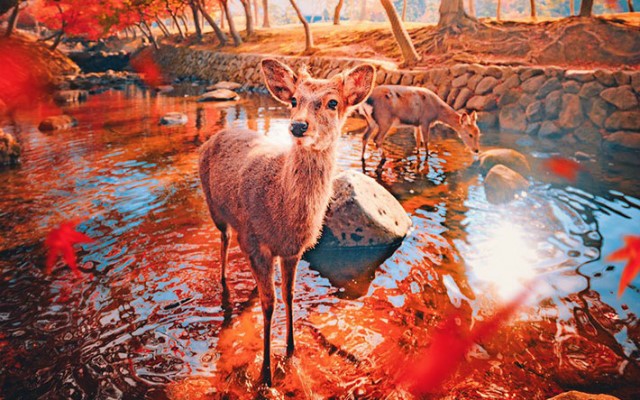 Công viên Deer Park